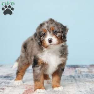 Beauty, Mini Bernedoodle Puppy